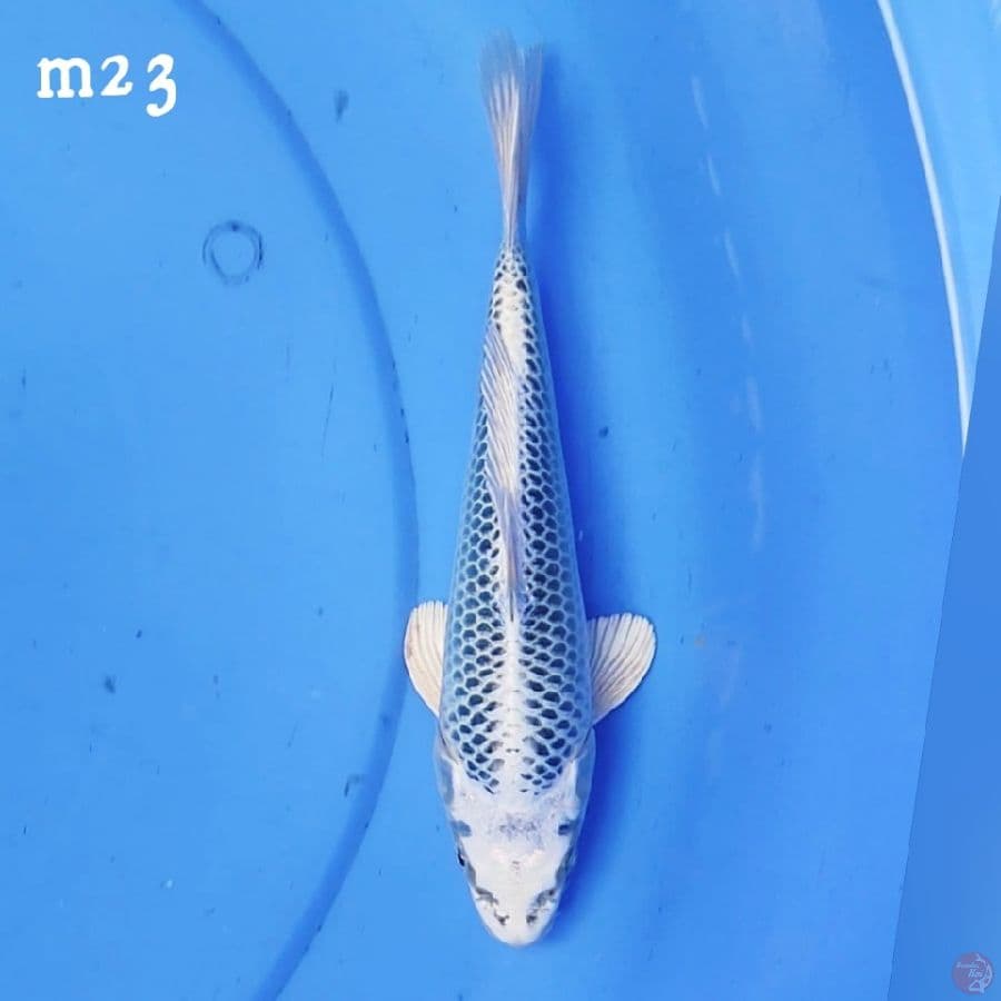 GINMATSUBA M23