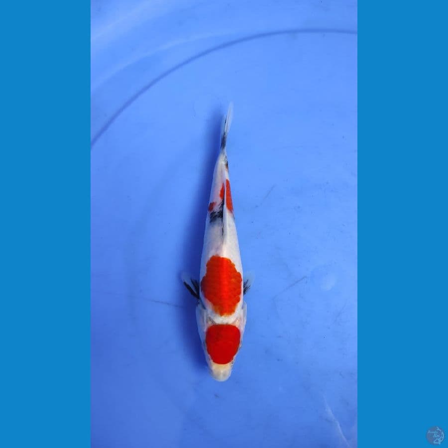 maruten tategoi 17cm