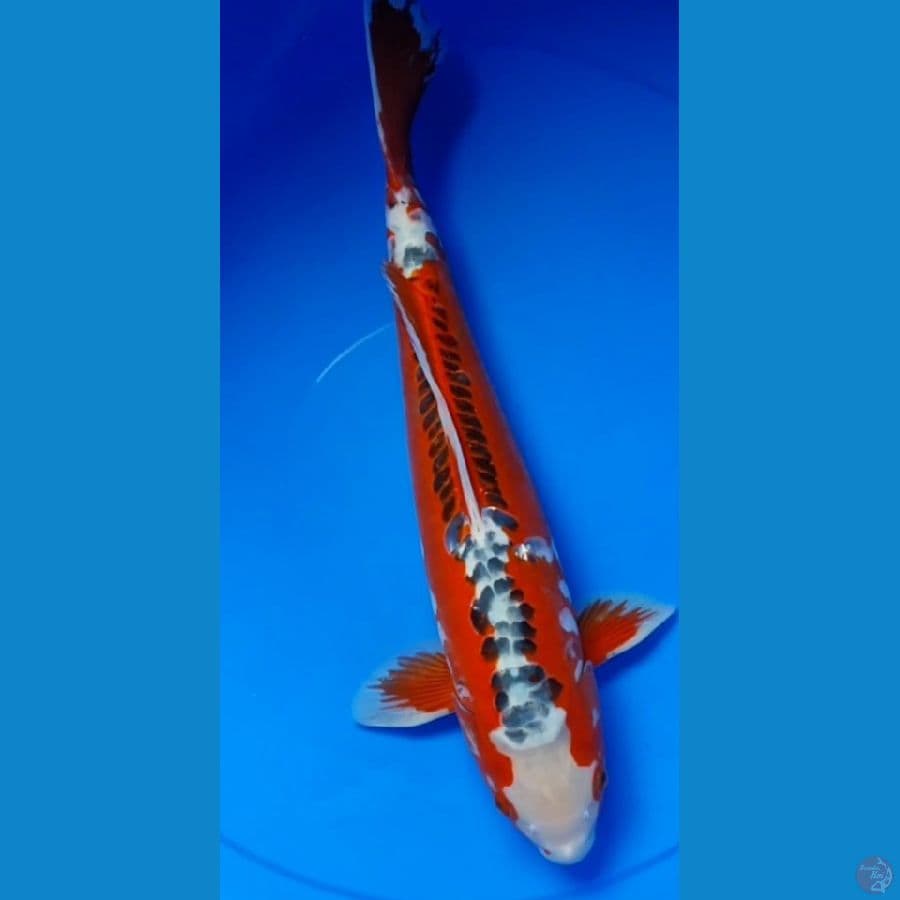 Yamaju_F1 Hana shusui 40 cm