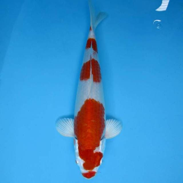 SAKHI 4 - KOHAKU 3 STEPS