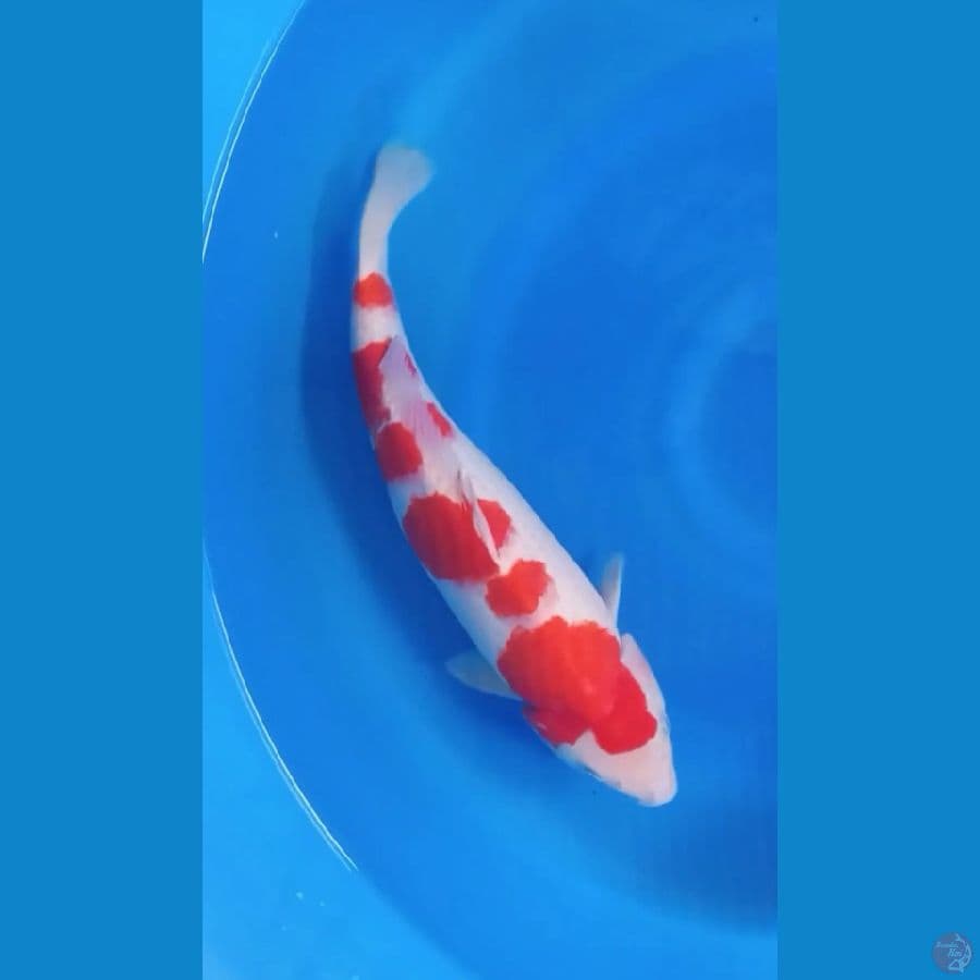 AKF_Kohaku 40 cm punuk