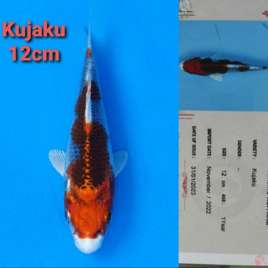 GENJIRO KUJAKU 12CM SERTI