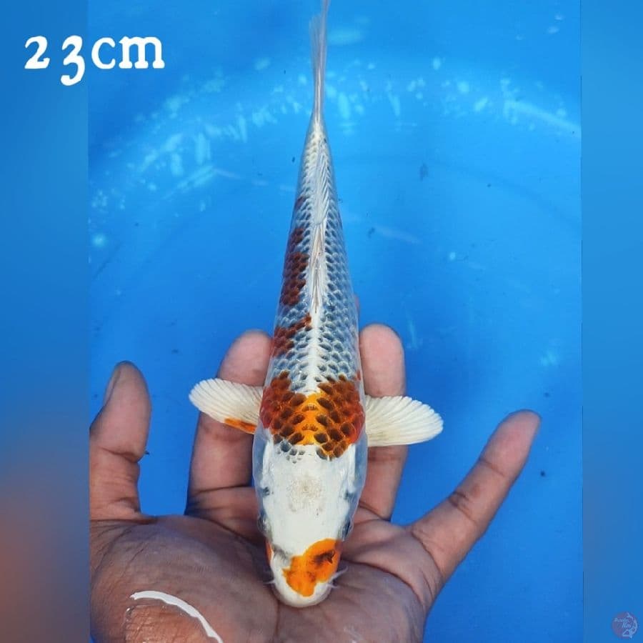 KOJAKU 23CM