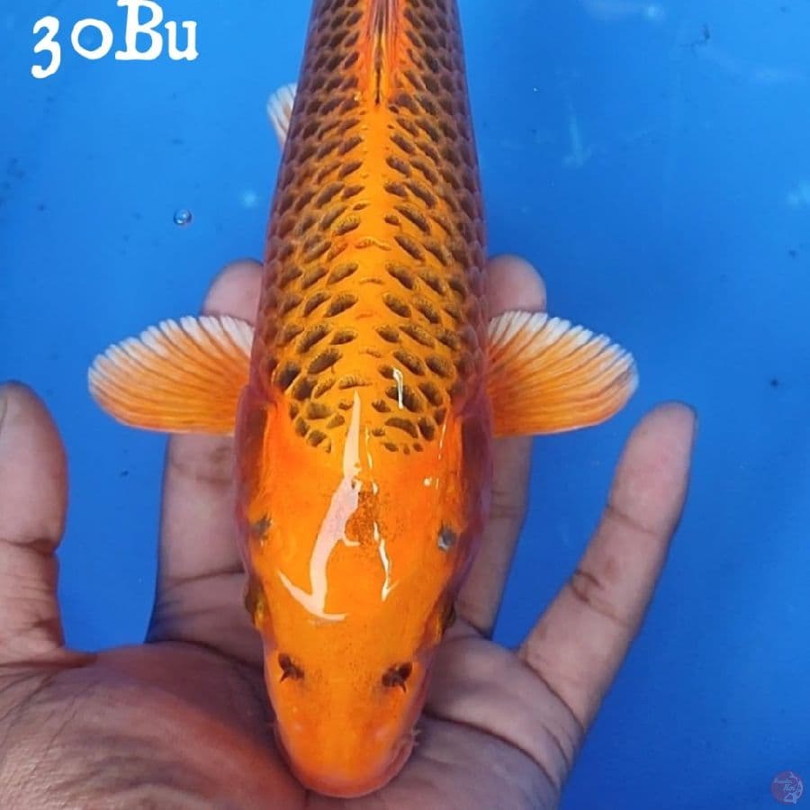 MATSUBA 30CM