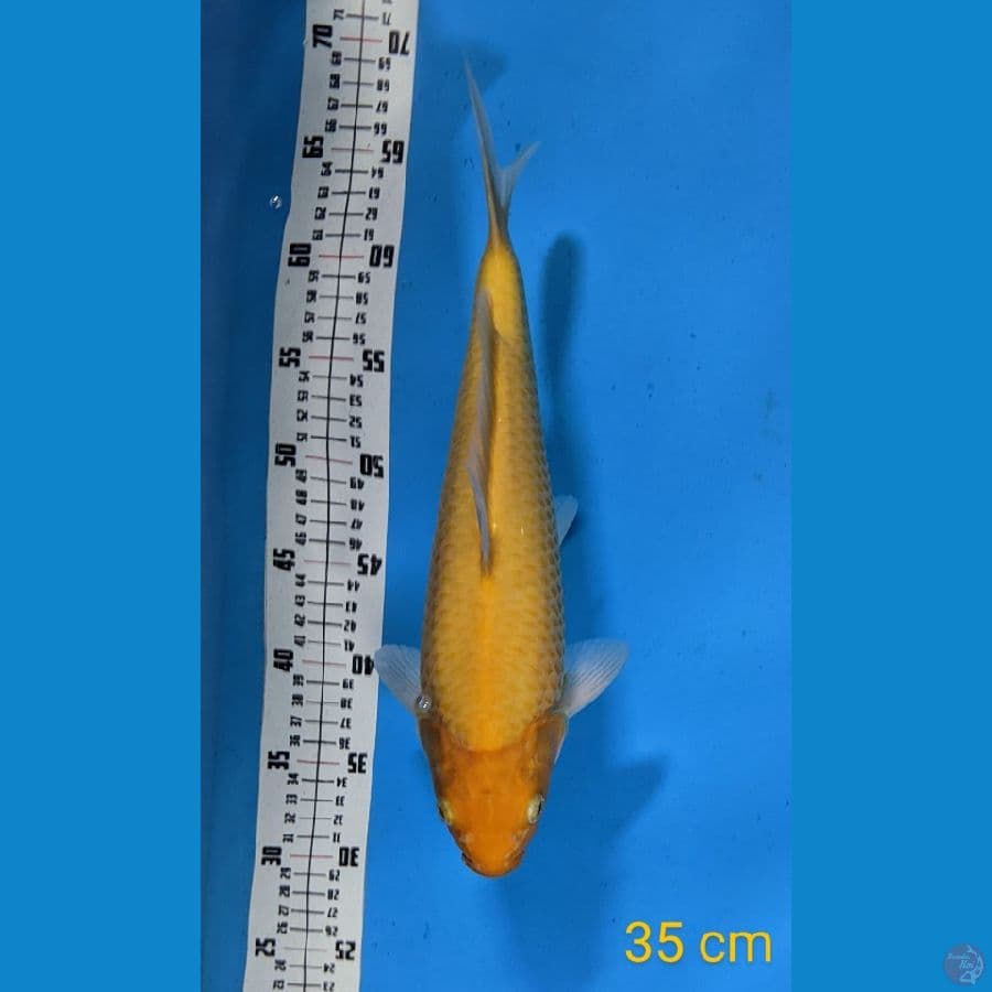 Karashi 35 cm Male