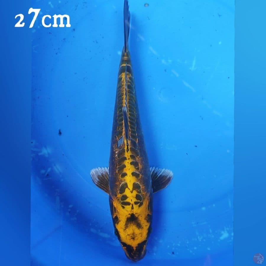 ANTIKANE 27CM