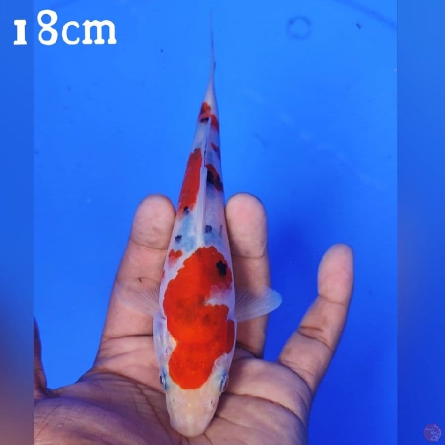 SANKE 18CM