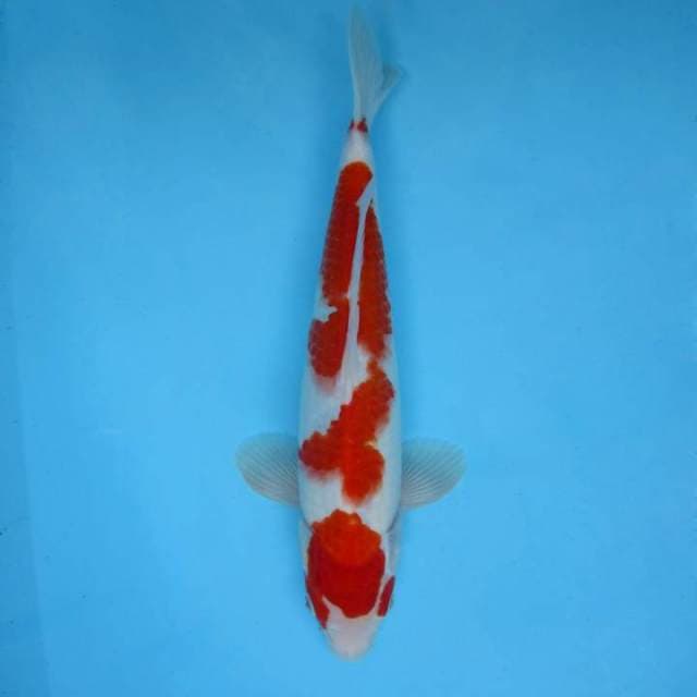 SAKHI 6 - KOHAKU