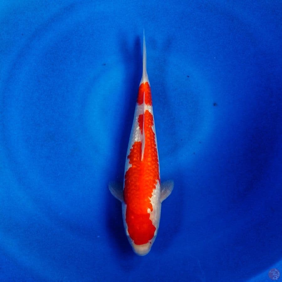 kohaku 36cm