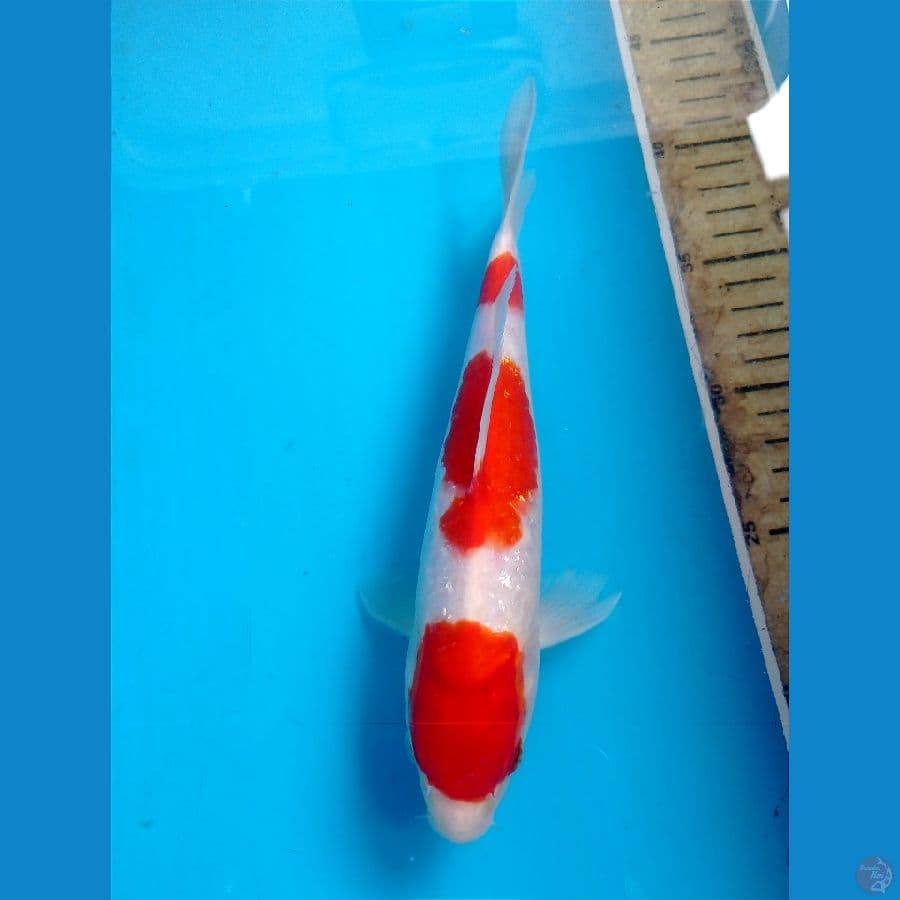 kohaku 23 cm