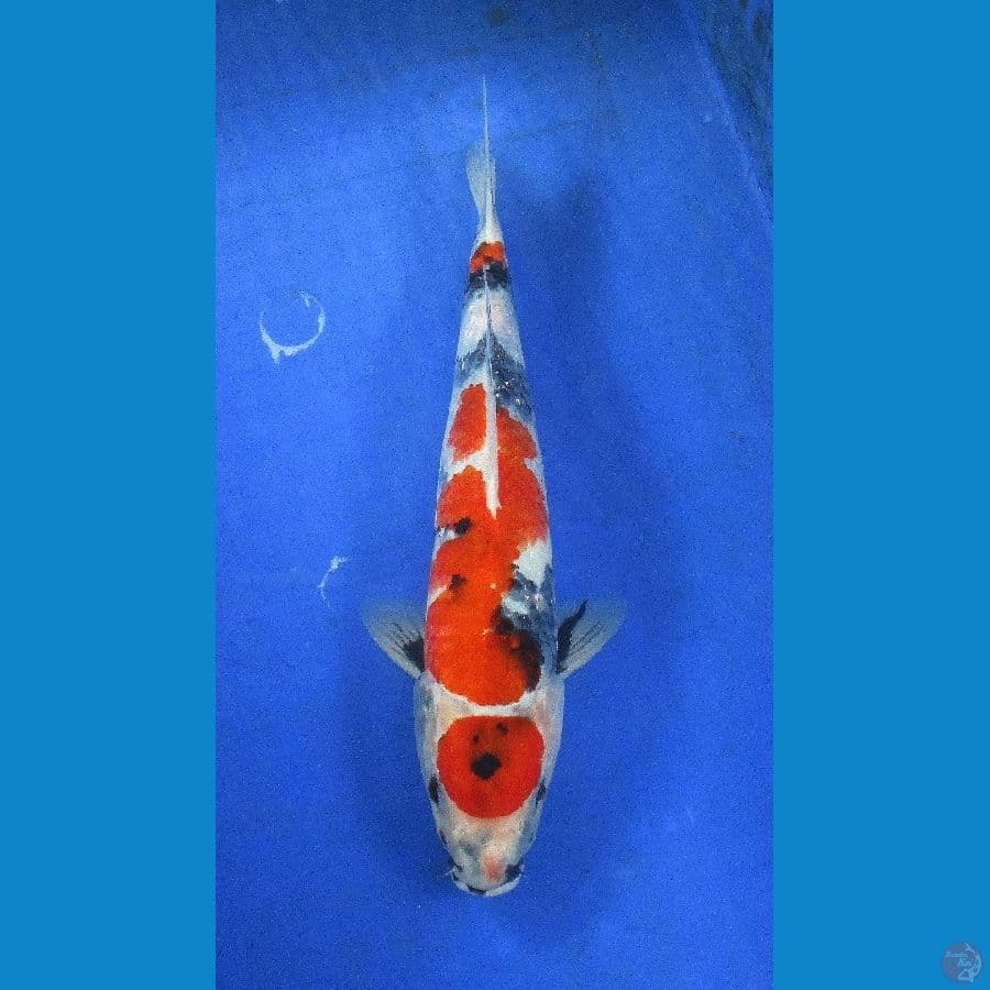 showa ±30cm male