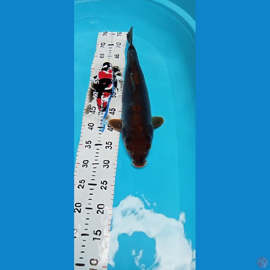 Rare Ochiba Doitsu 43cm™