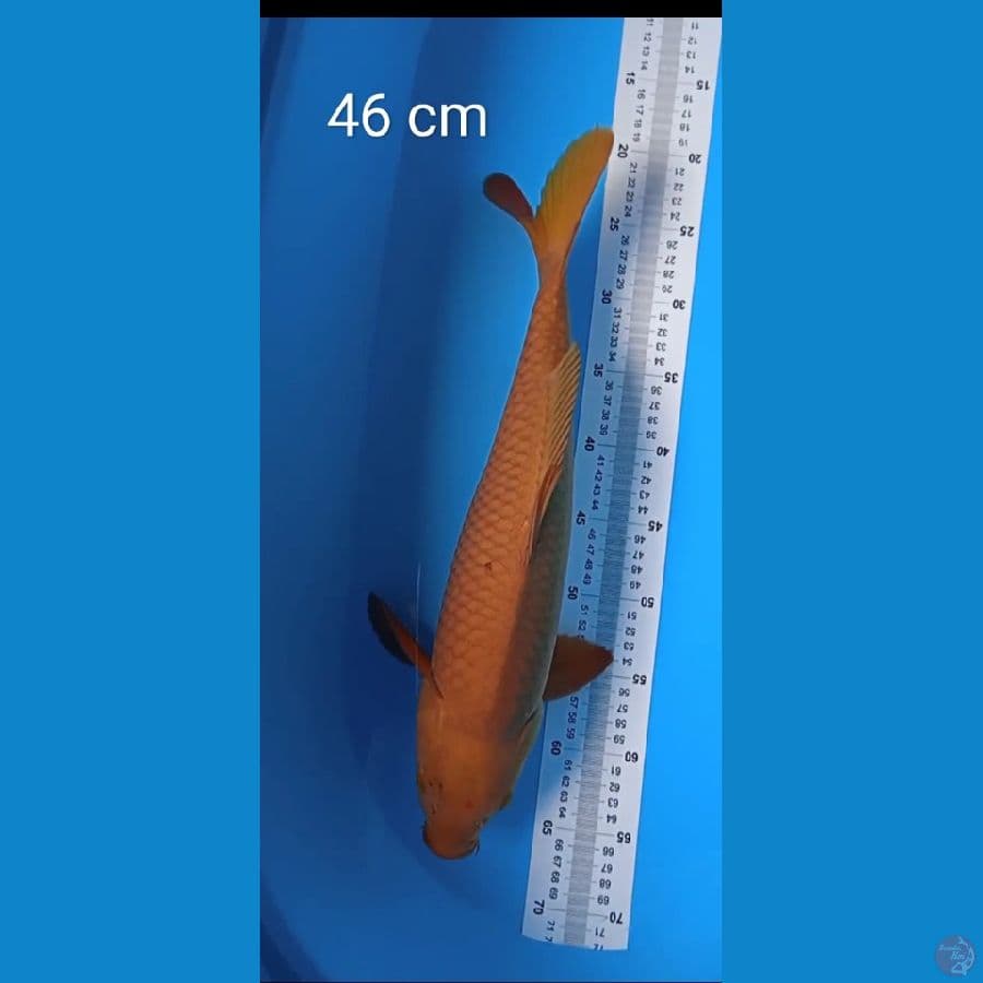 chogoi size : 46 cm jantan