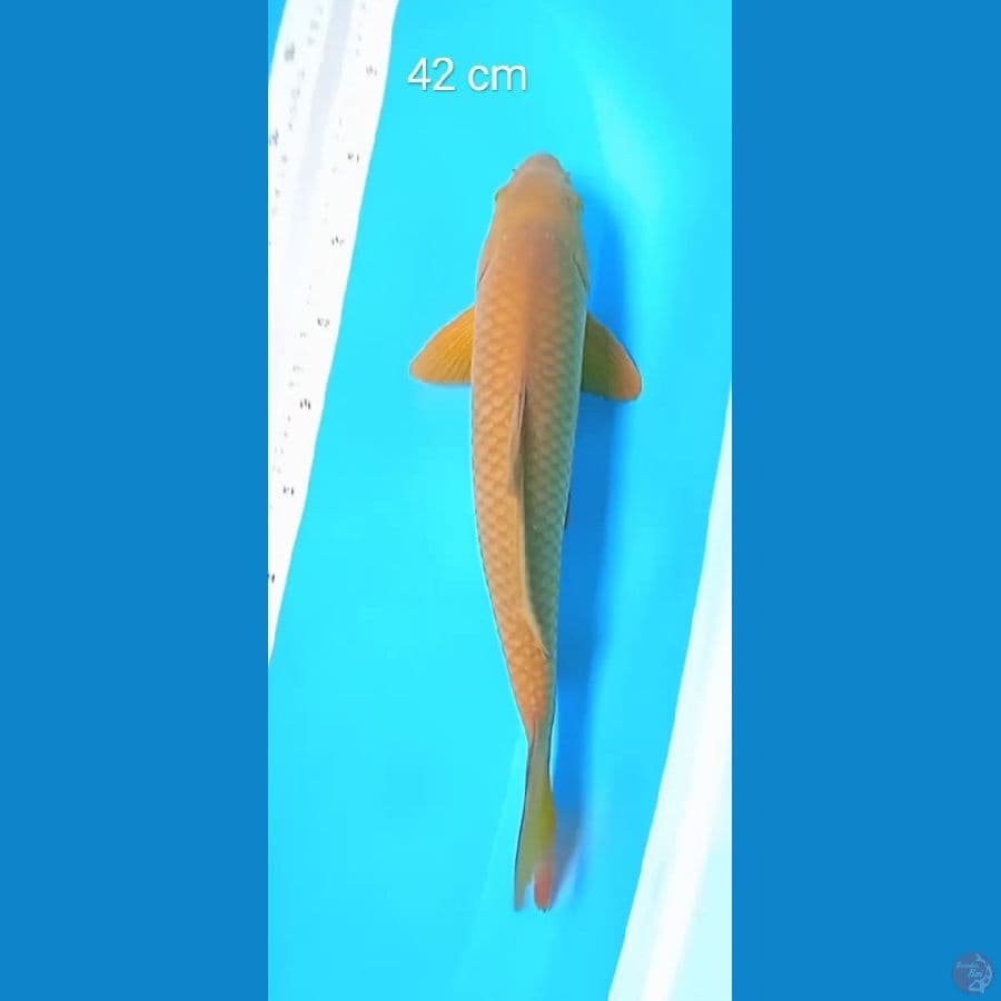 chagoi size : 42 cm
