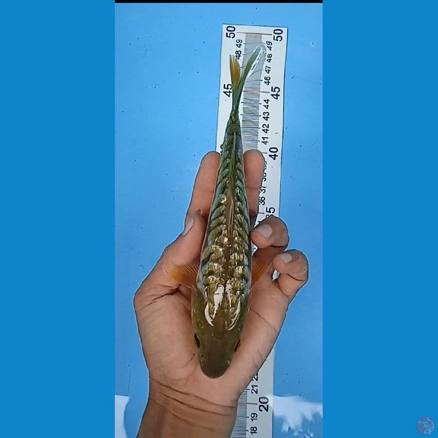 aragoke gindrin size: 20 cm jantan