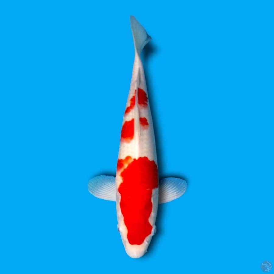 Original kohaku 35cm