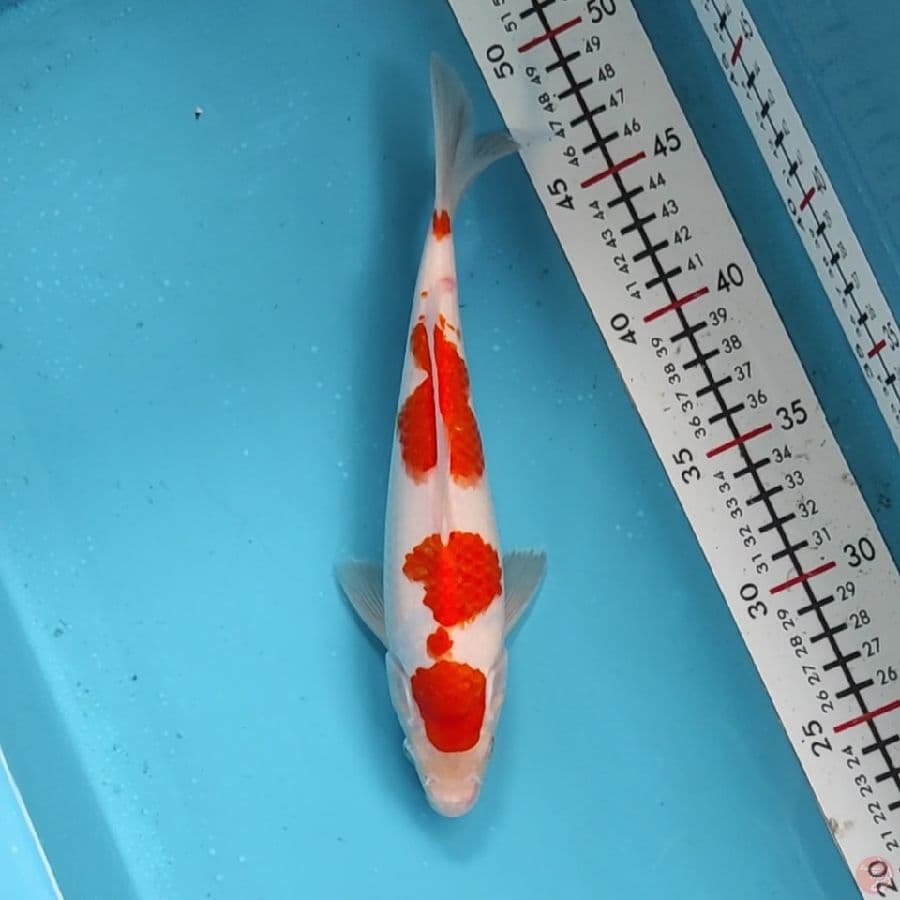 24cm