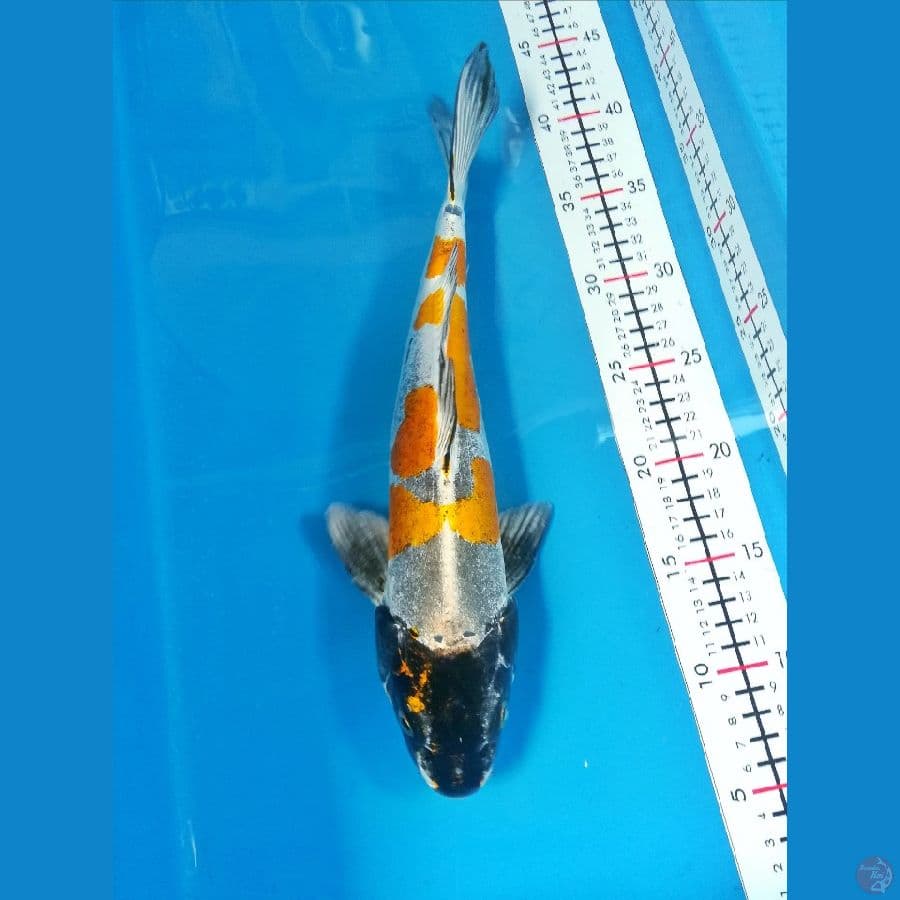 male 36cm