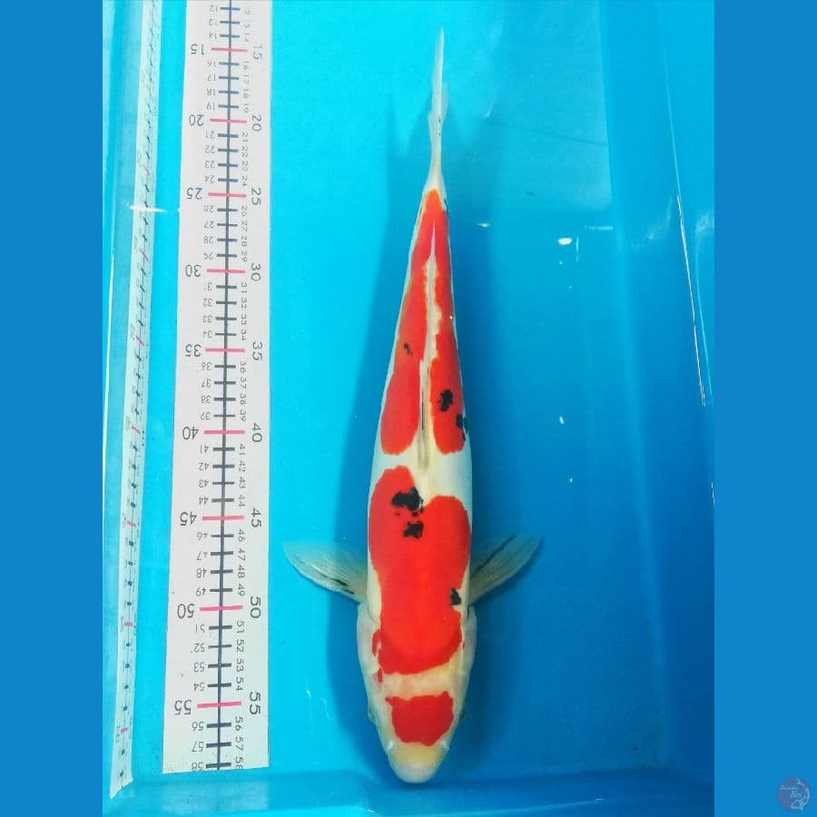 41cm sanke