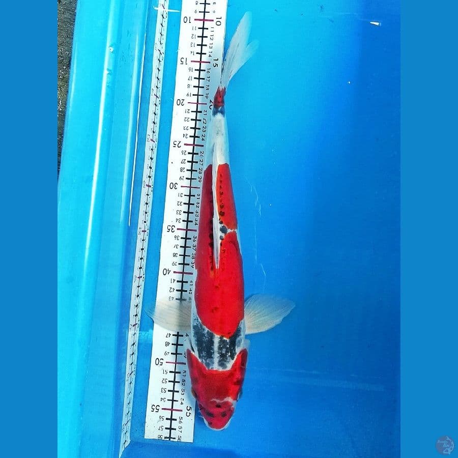46cm male