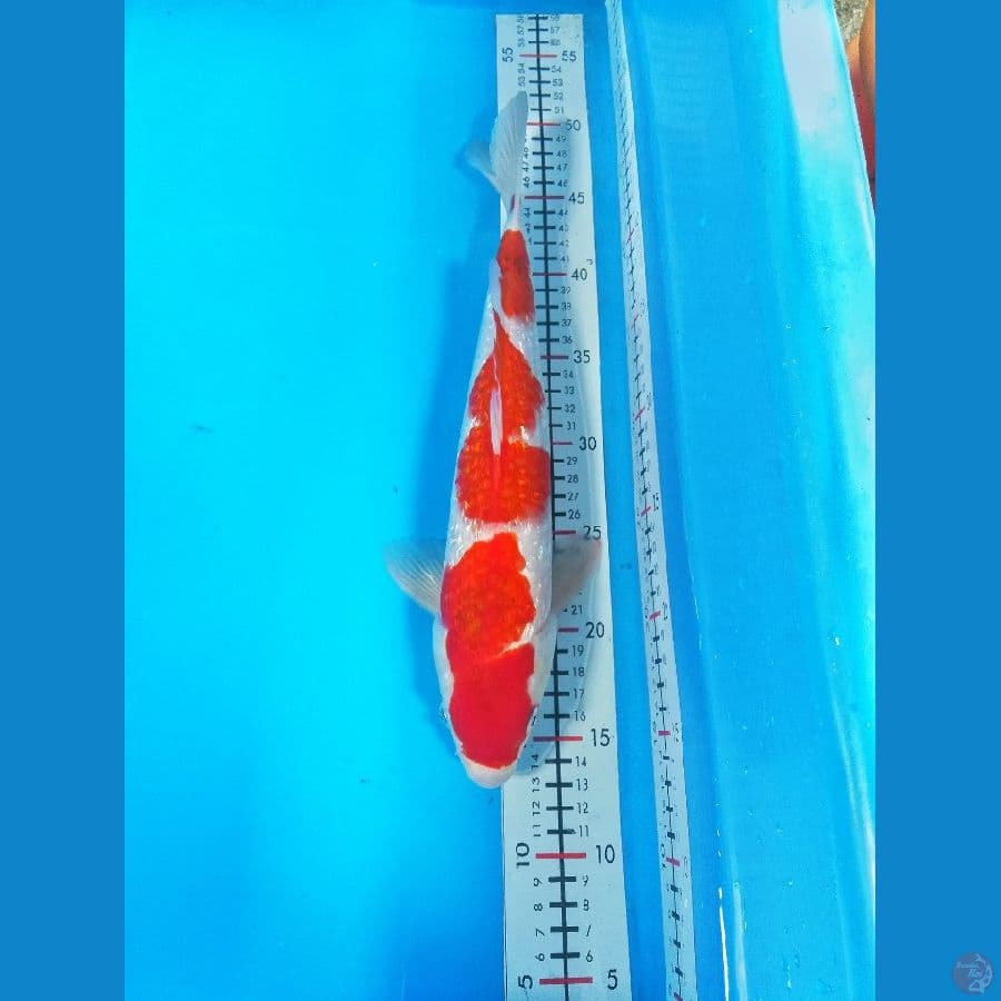 37cm kohaku
