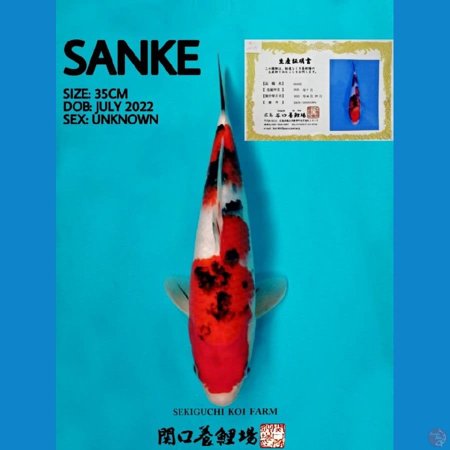 SANKE SEKIGUCHI SERTI