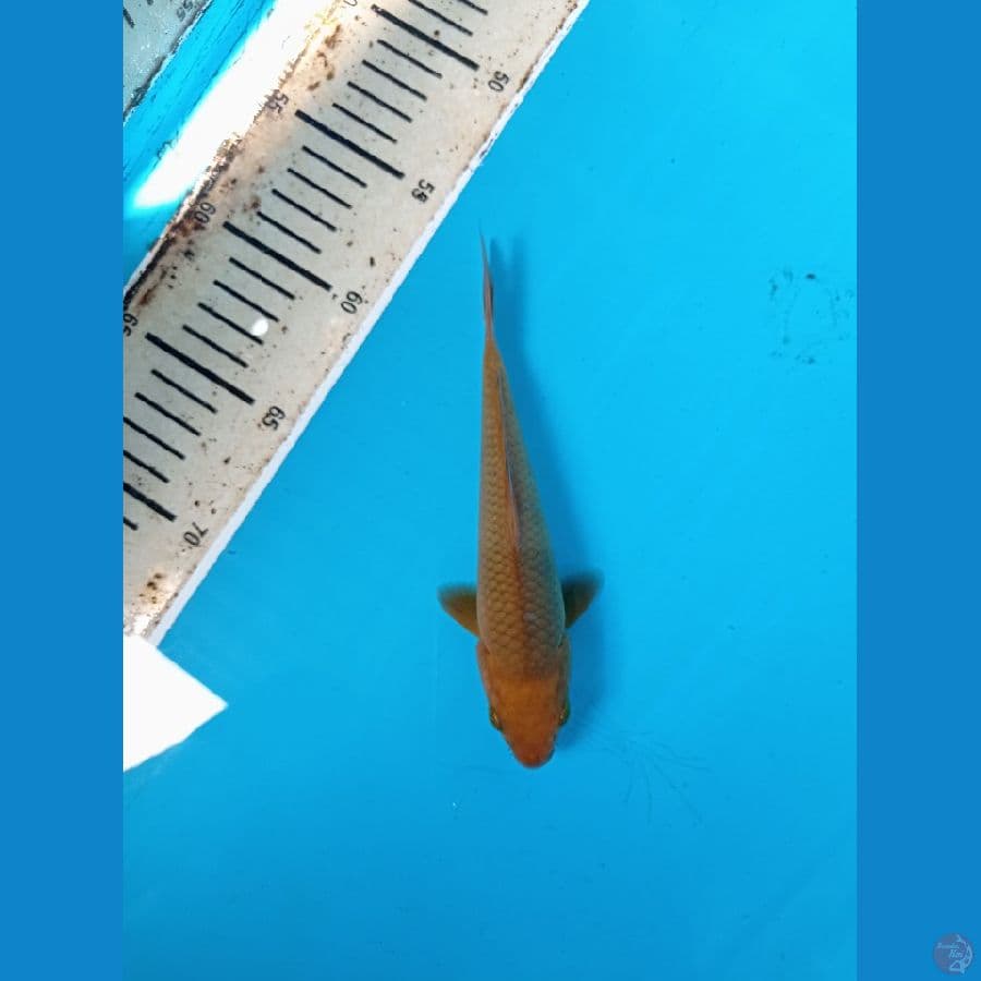 CARAMEL