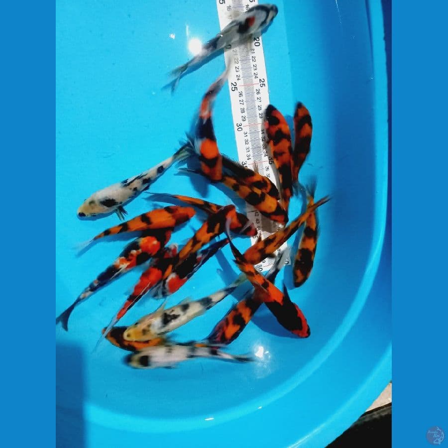 PAKET MIX// 20 EKO/ 14-20 CM
