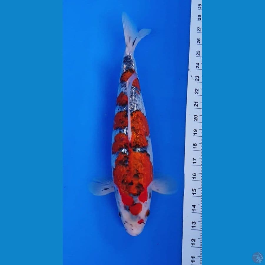 Goshiki ginrin 35 cm