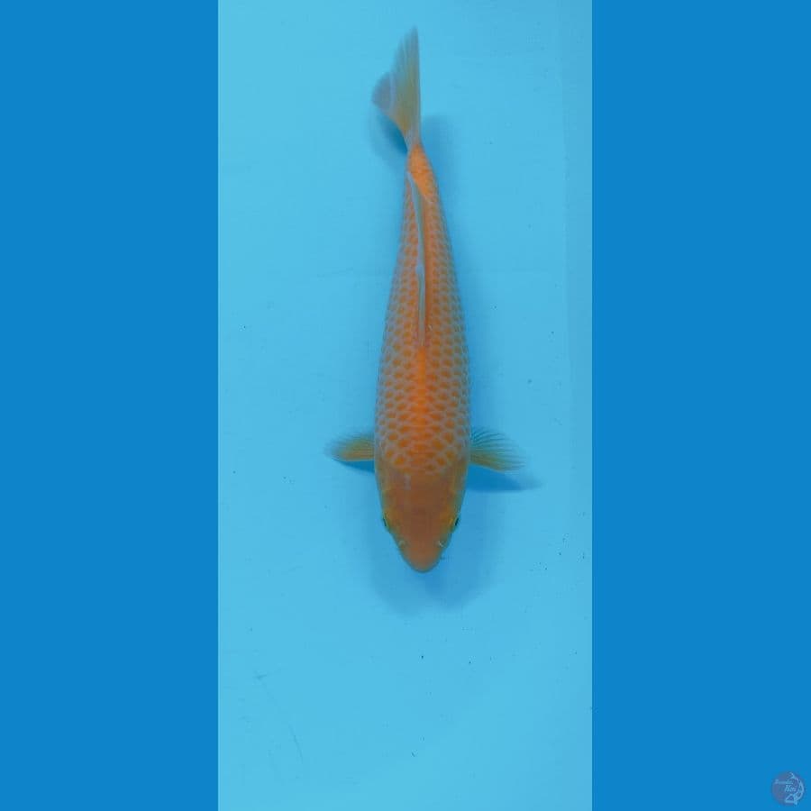 KARASI CORN 26CM (MALE)