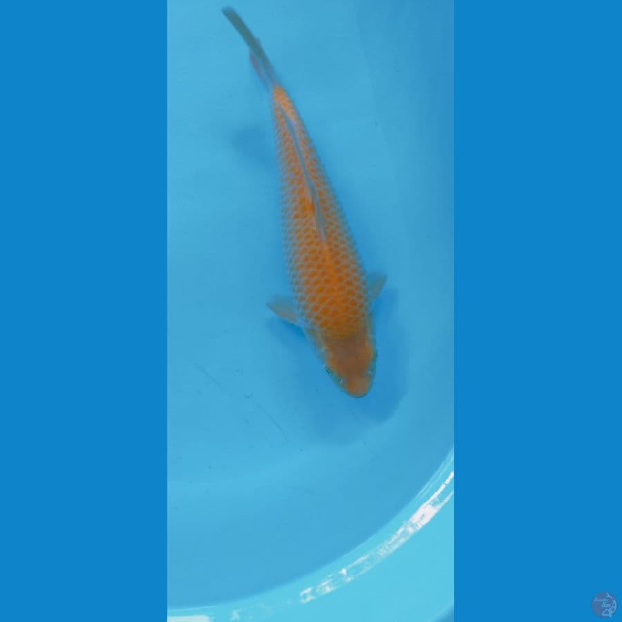 KARASI CORN 30CM (MALE) PUNUK