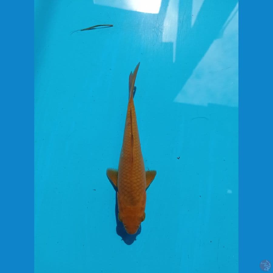 CARAMEL