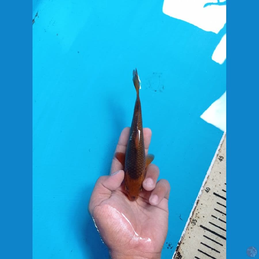 CARAMEL