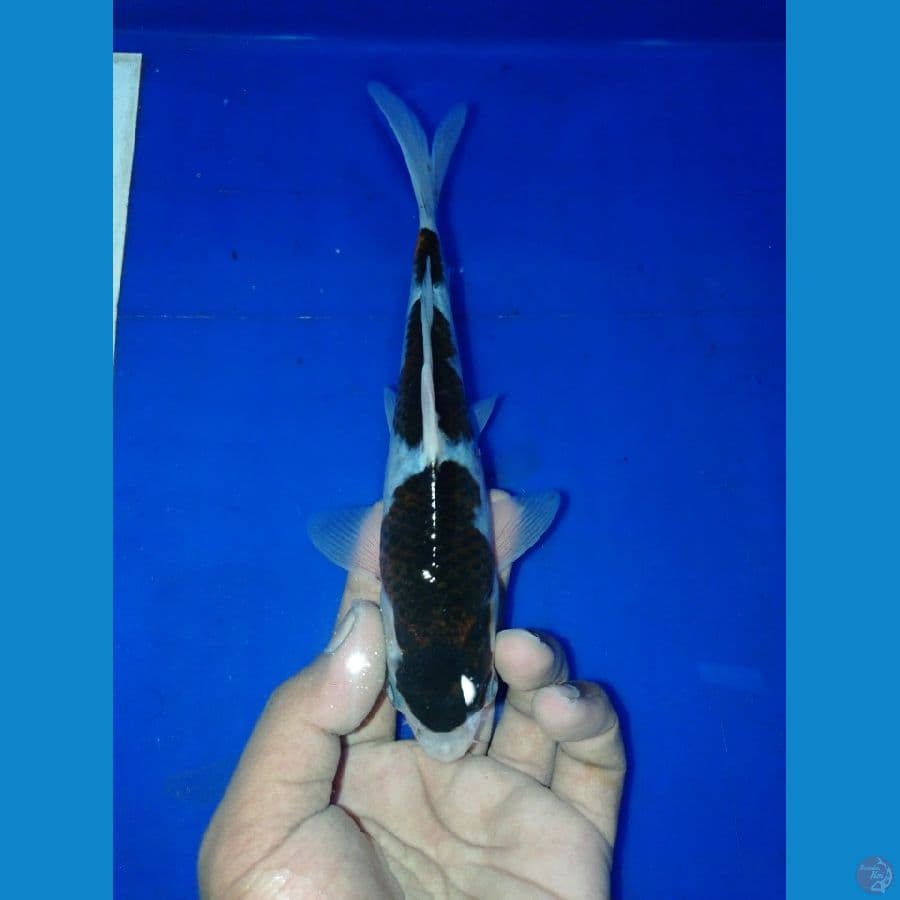 BUDO GOROMO CUTTING KERING CALON SQ