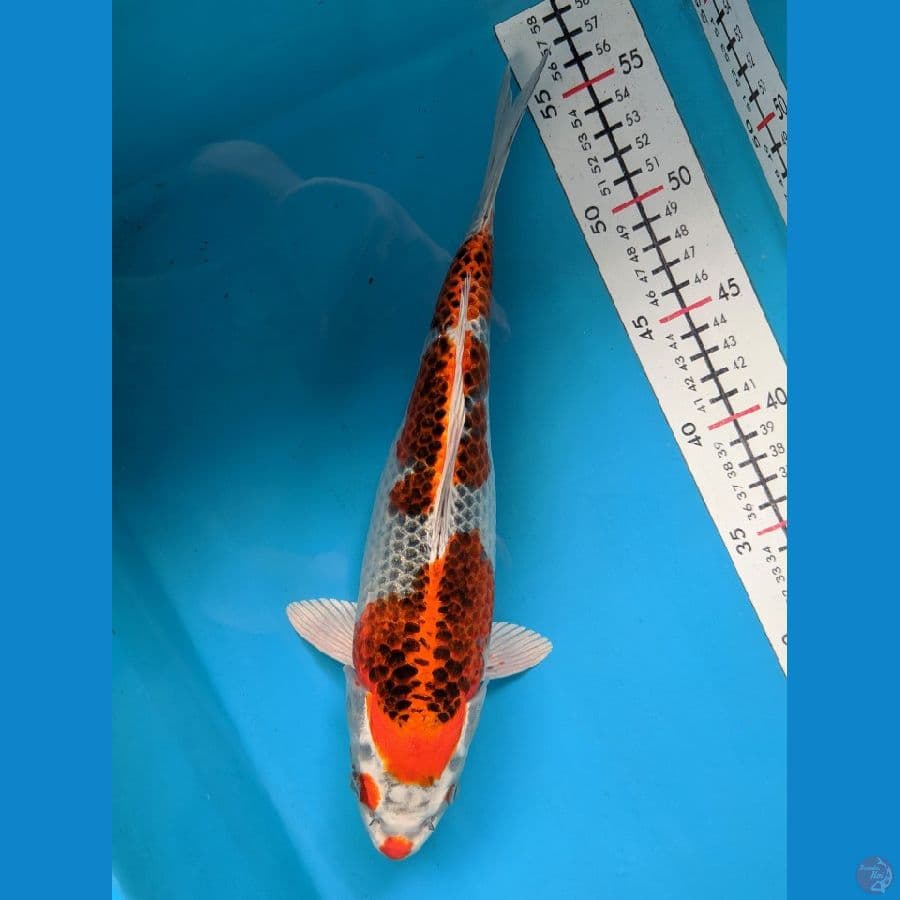 KUJAKU 30CM FEMALE
