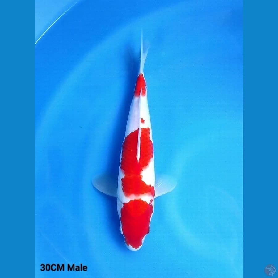 Sandan Kohaku 30 Male