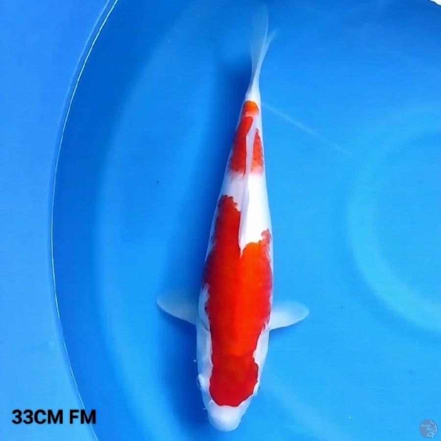 NidaN kohaku 33 FM