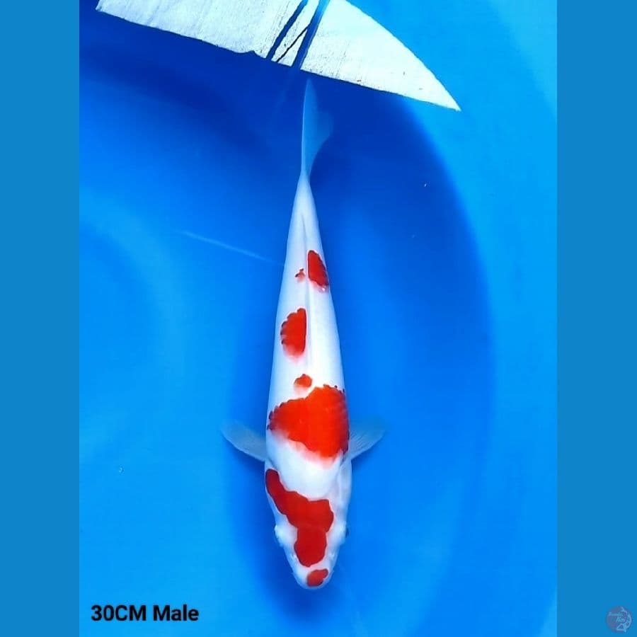 Kucibeni Kohaku 30 Male