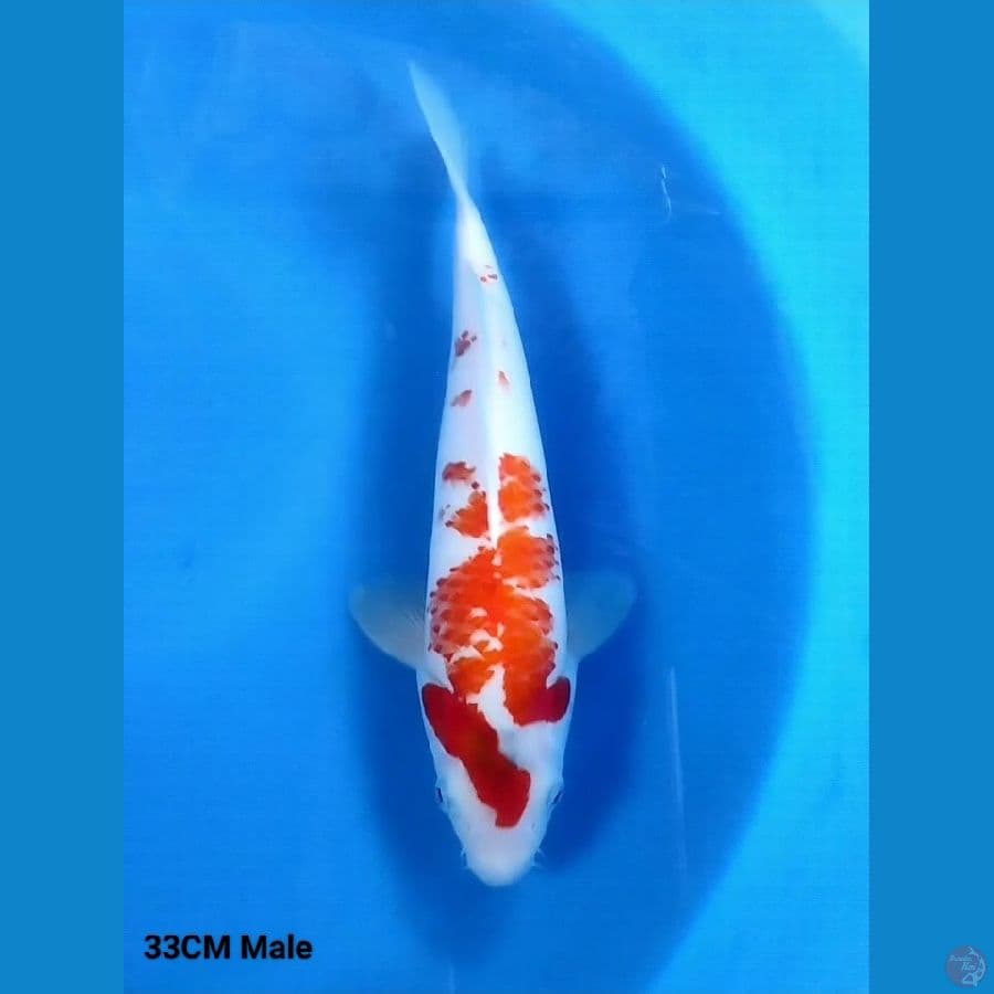 Kanoko Kohaku 33 FM