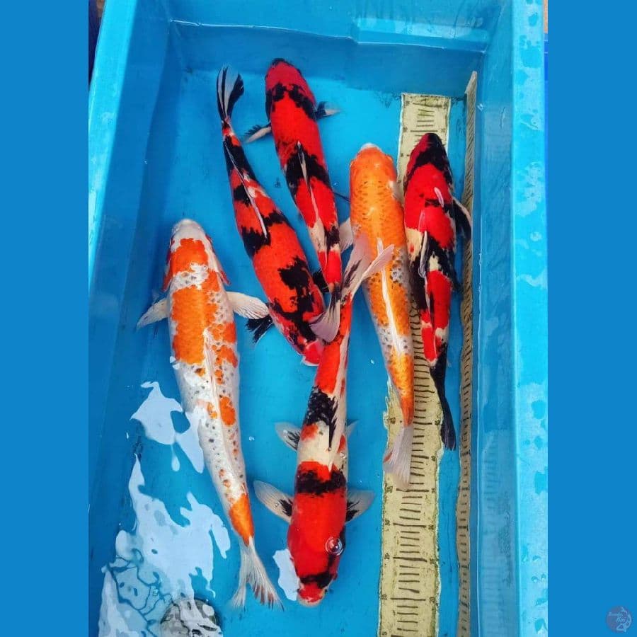 mix showa n hariwake 50-60cm