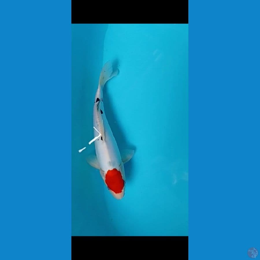 tancho sanke doitsu 29 cm