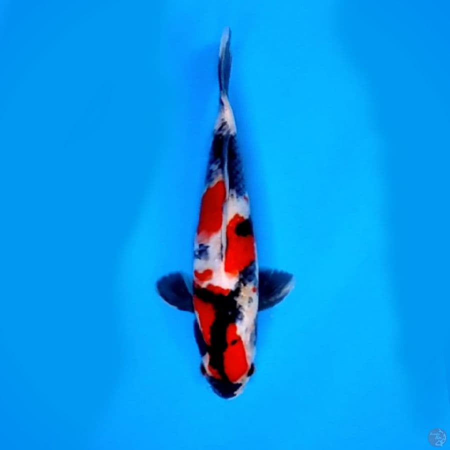 SHOWA SHANSOKU SQ #25 CM MALE