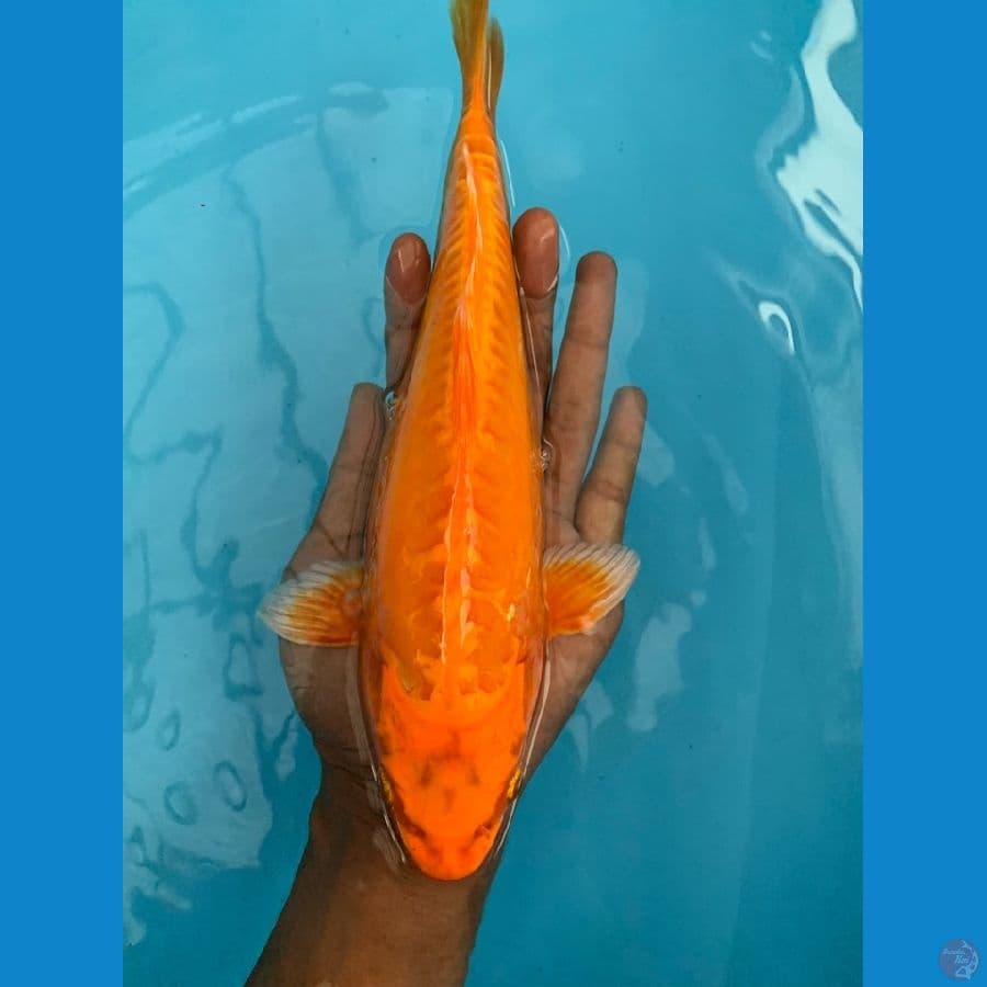 doitsu aragoke 30cm