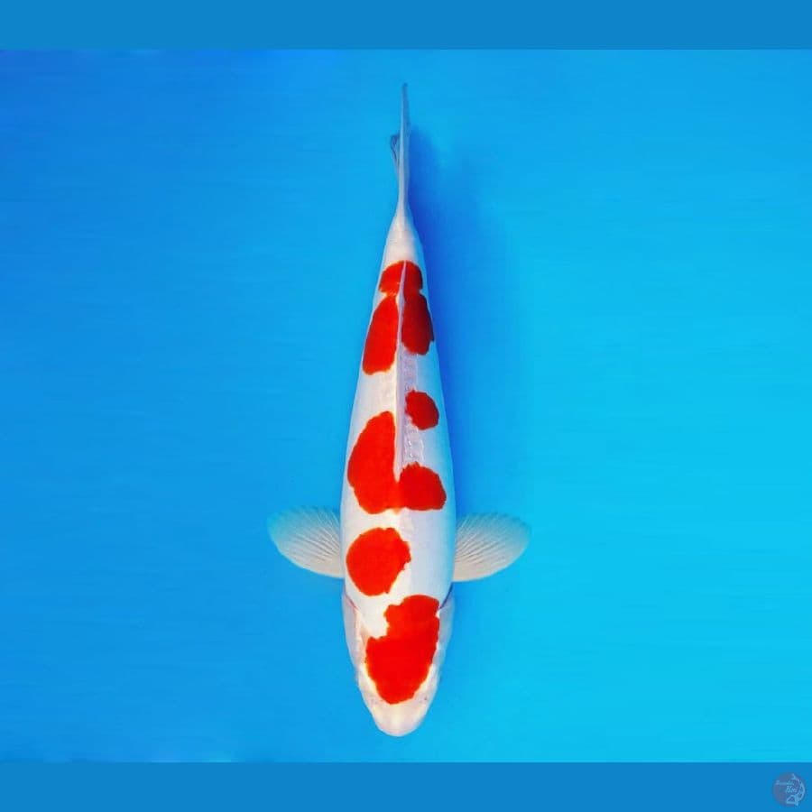 RONIN 10 ~ Kohaku Doitsu 37 cm/fm ™