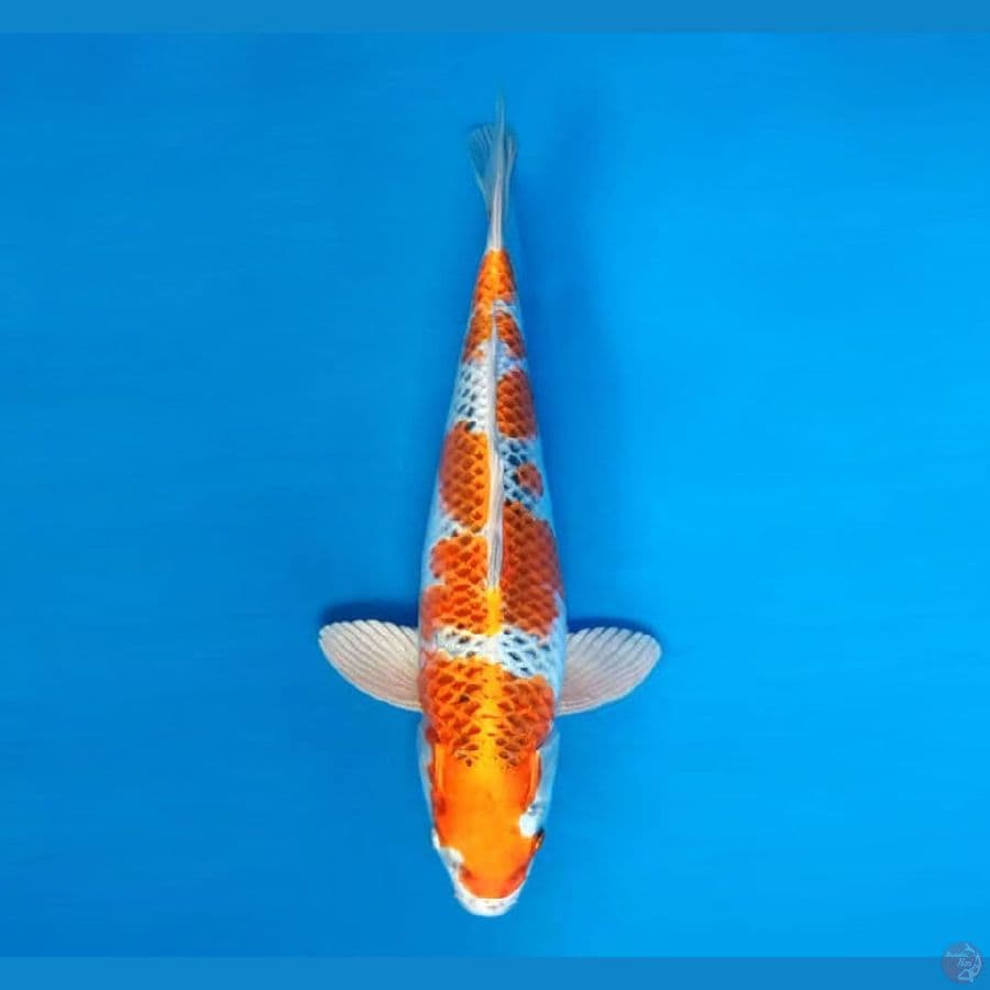 RONIN 11 ~ Kujaku 35 cm/fm ™