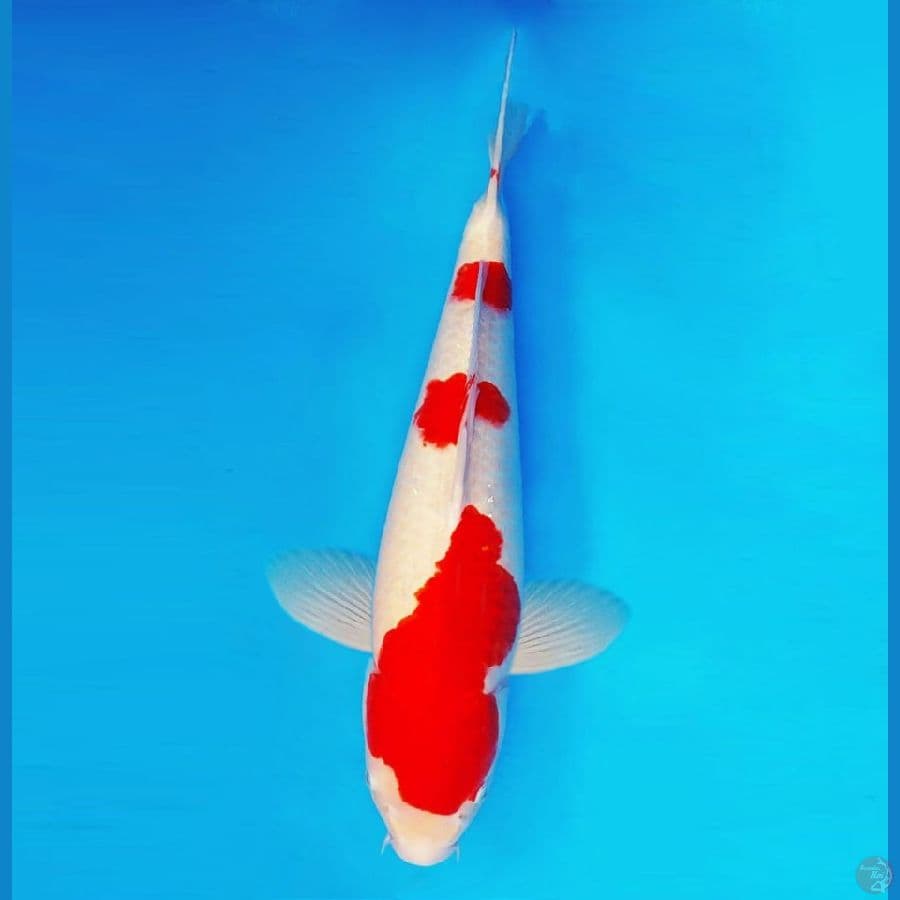 RONIN 13 ~ Kohaku 53 cm/male ™