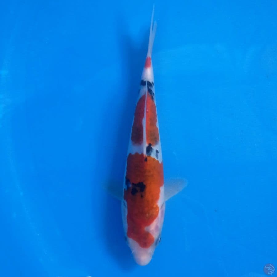koromo sanke, 17 cm