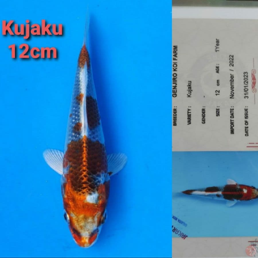 GENJIRO KUJAKU 12CM SERTI