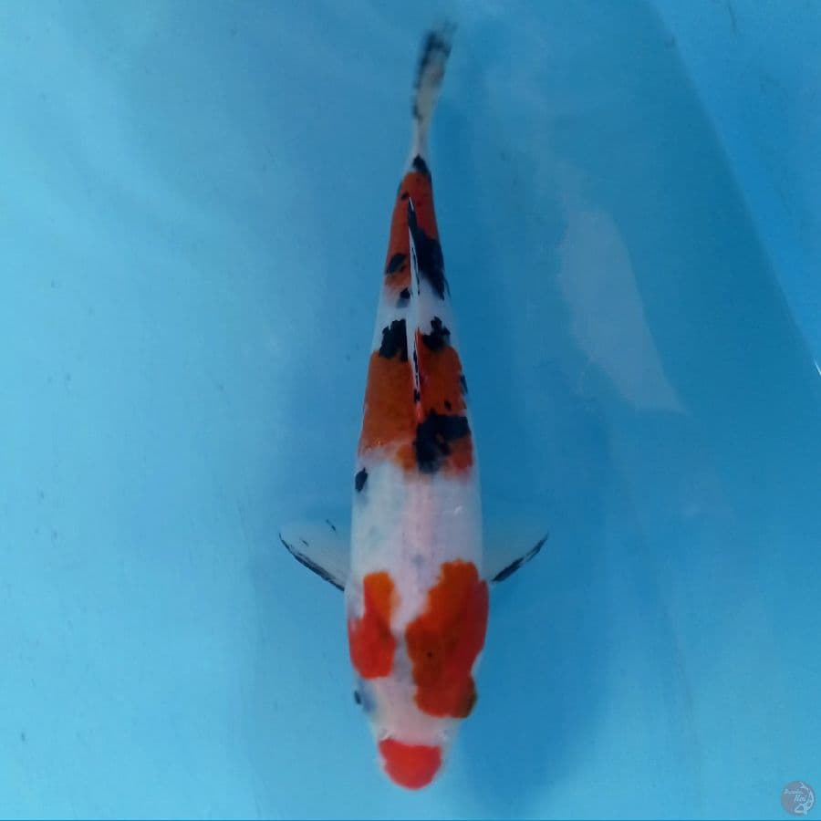 koromo sanke, 23 cm