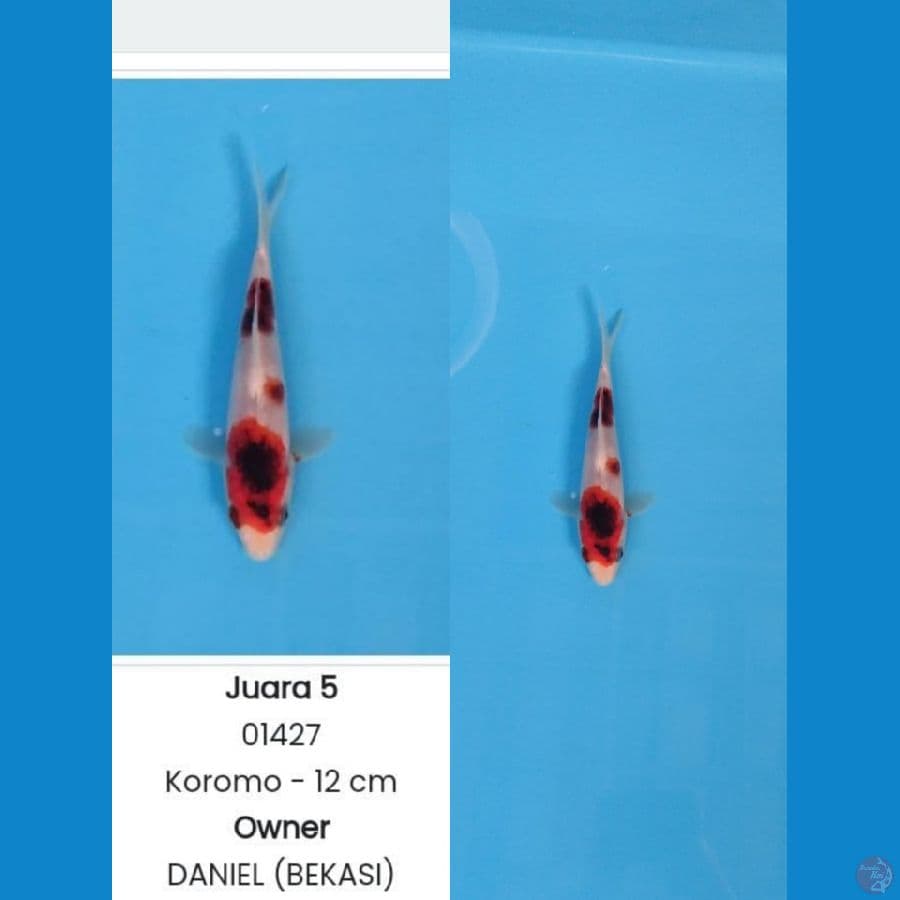 SQ Koromo 12cm